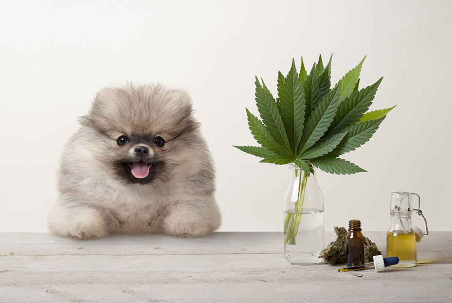 The Benefits of CBD for Dogs