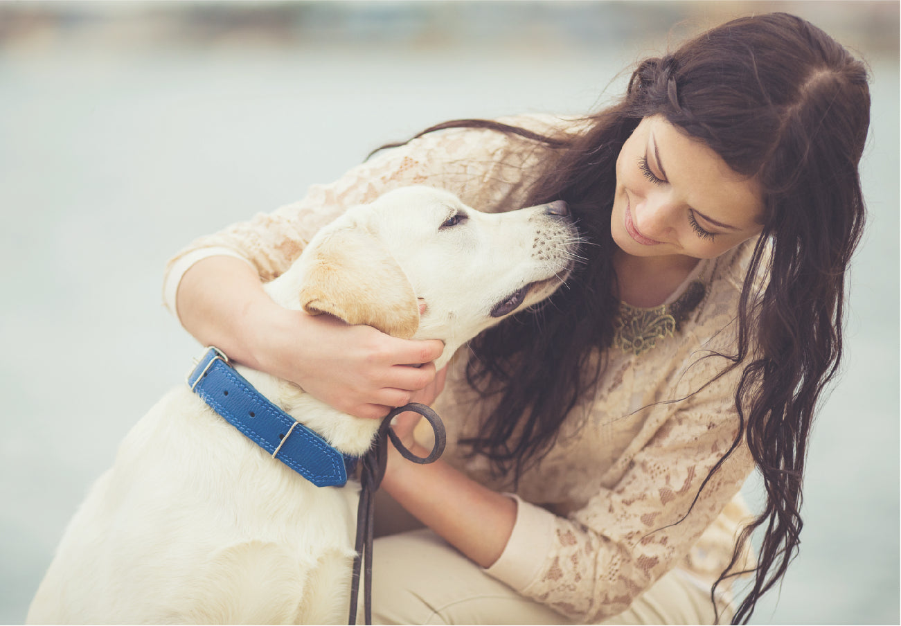 How to Safely Clean Your Dog's Ears