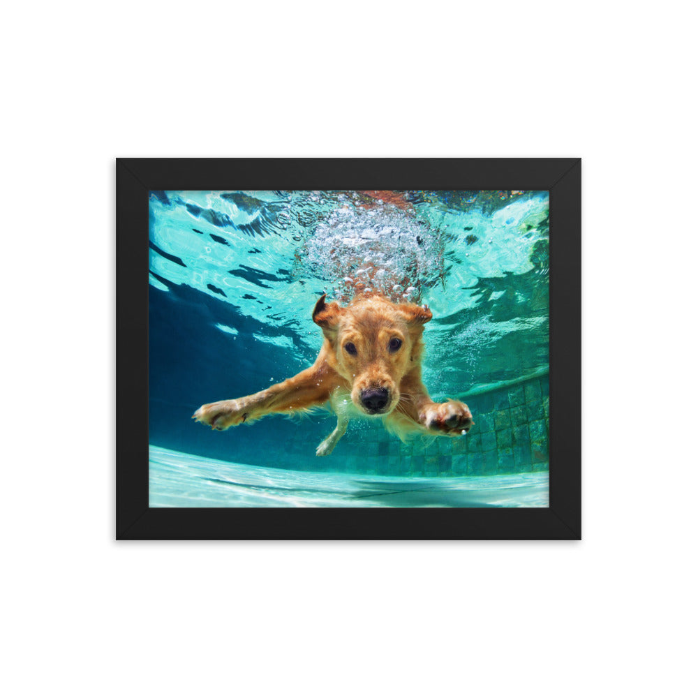 Golden Retriever Swimming Framed Print