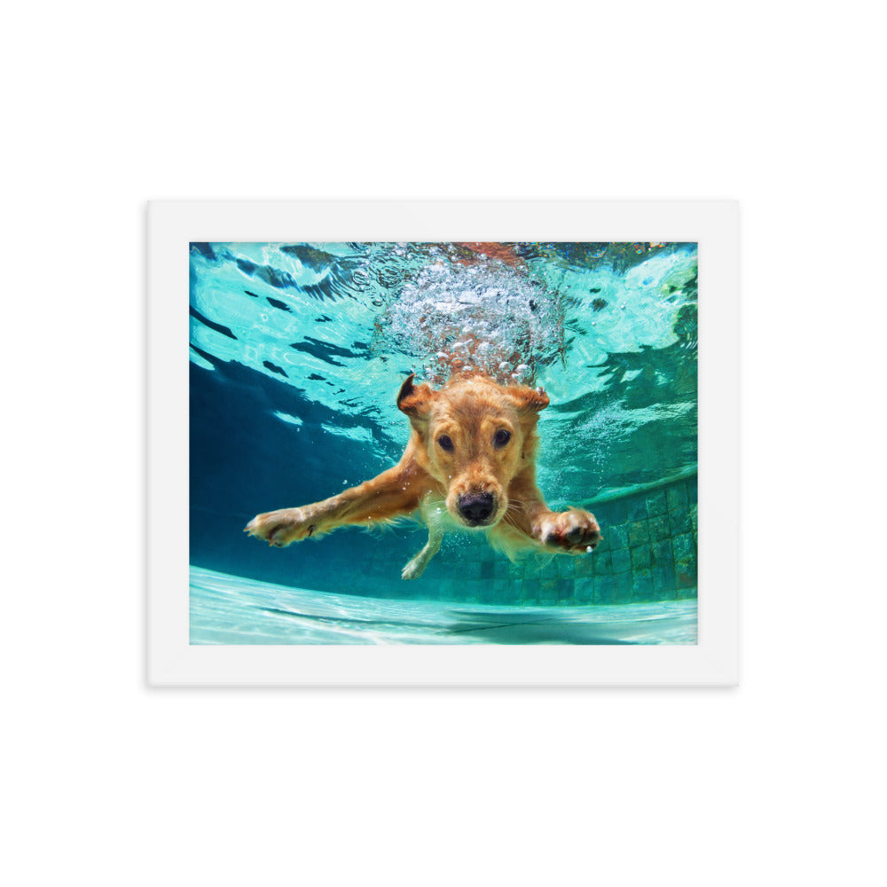 Golden Retriever Swimming Framed Print